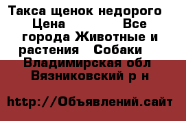 Такса щенок недорого › Цена ­ 15 000 - Все города Животные и растения » Собаки   . Владимирская обл.,Вязниковский р-н